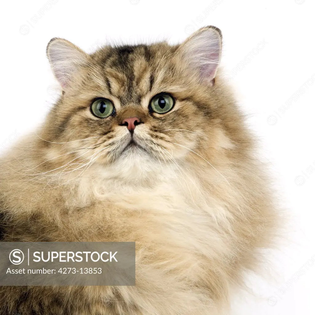 Golden Persian Domestic Cat, Portrait Of Adult Against White Background