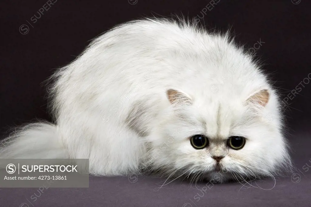 Chinchilla Persian Domestic Cat, Adult Against Black Background