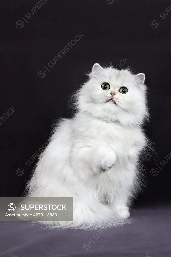 Chinchilla Persian Cat, Adult With Green Eyes