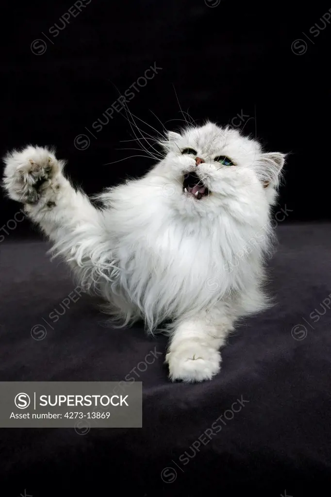 Chinchilla Persian Domestic Cat, Adult Snarling Against Black Background