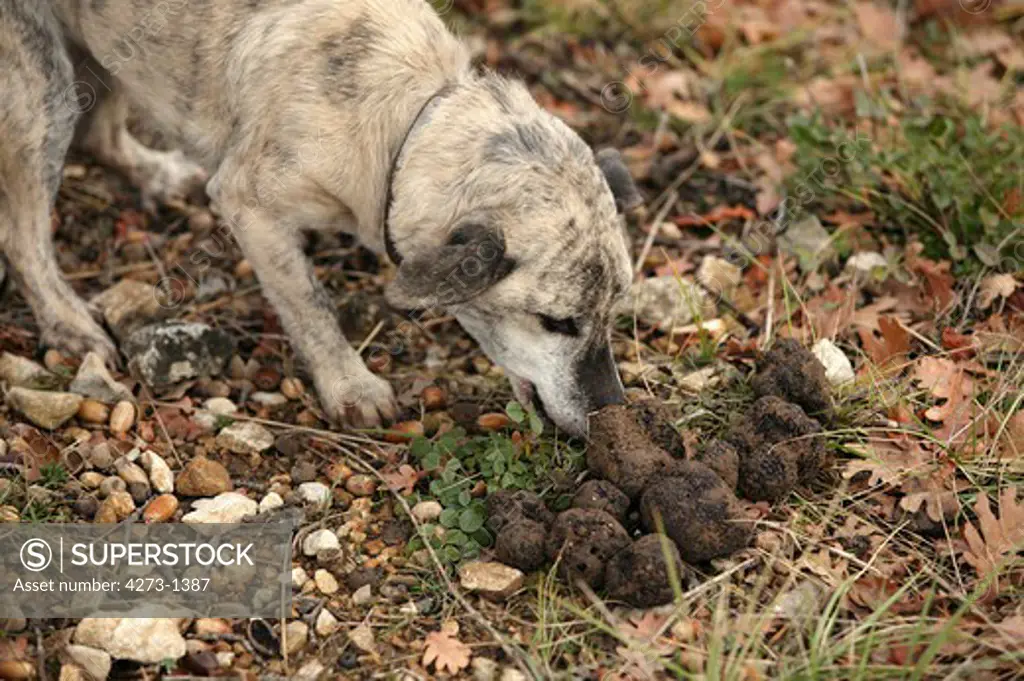 Truffle Dog With Truffles, Truffle Gathering In Drome In France