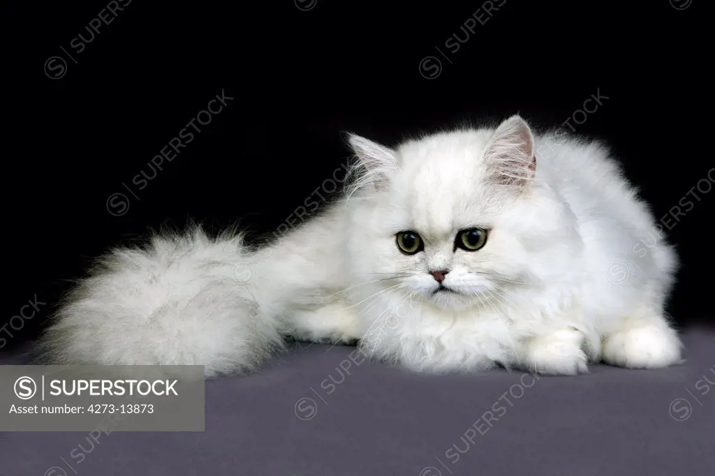 Chinchilla Persian Domestic Cat, Adult Against Black Background