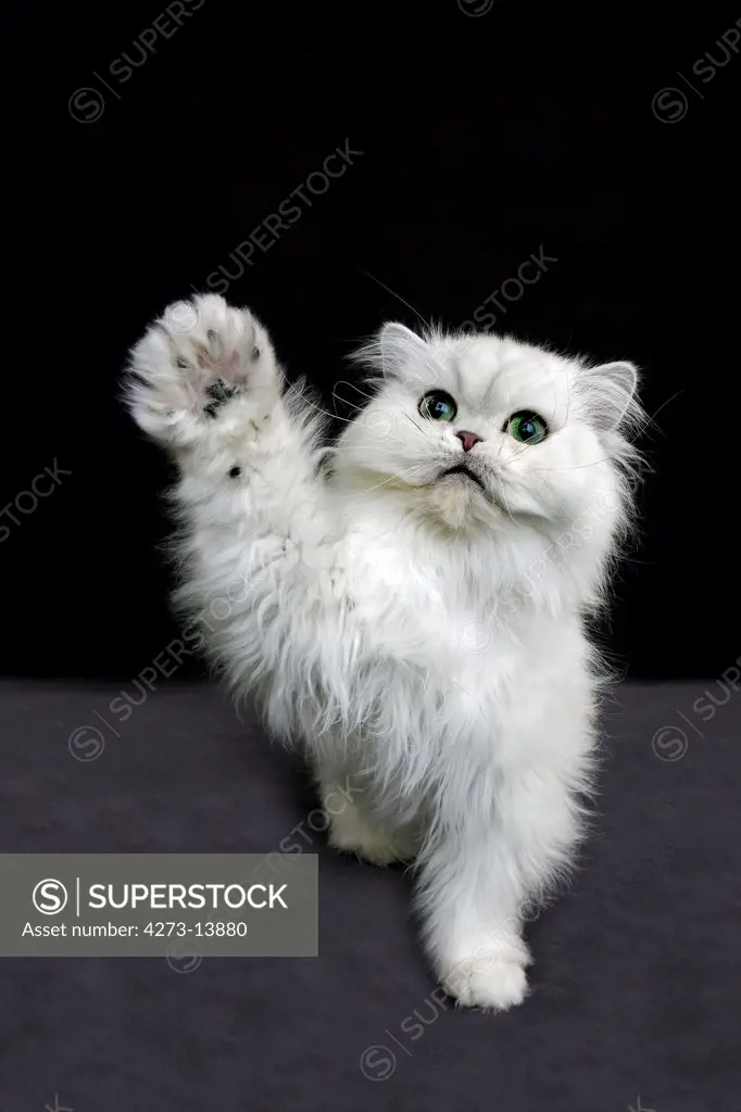 Chinchilla Persian Cat, Adult With Green Eyes Holding Up It'S Paw
