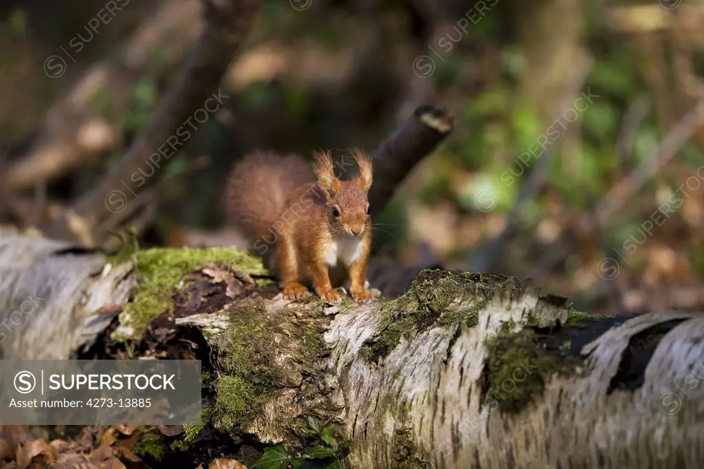 Red Squirrel Sciurus Vulgaris, Adult, Normandy