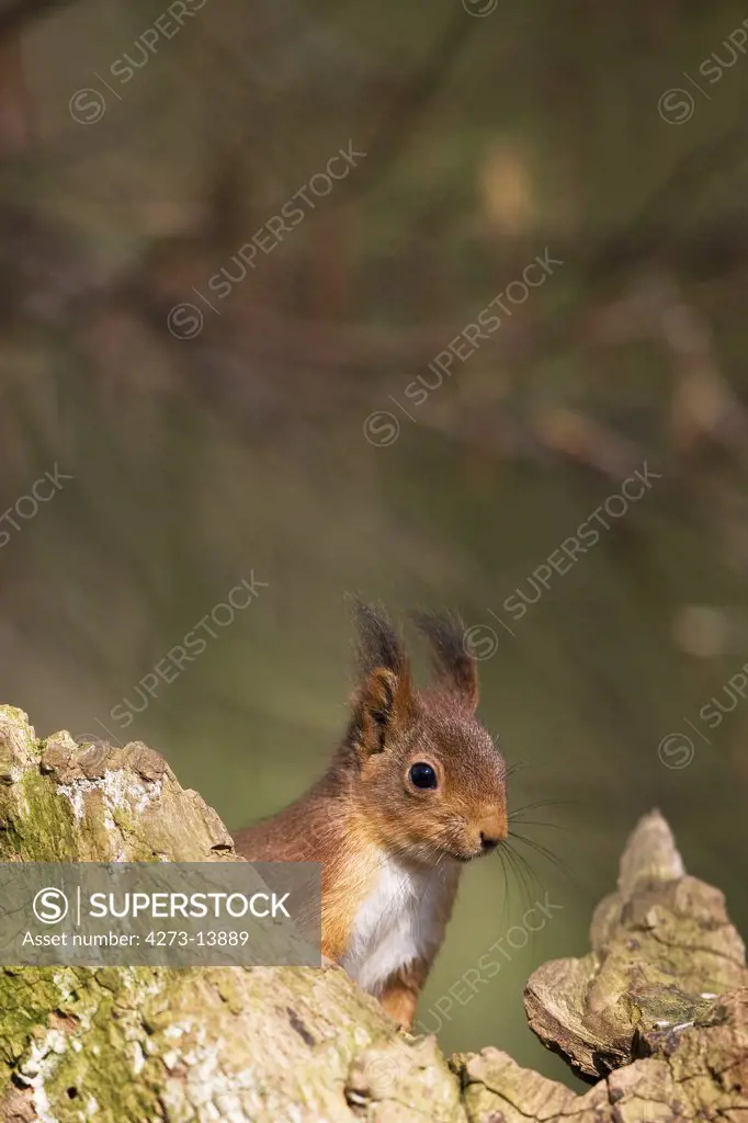 Red Squirrel, Sciurus Vulgaris, Adult, Normandy