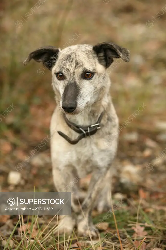 Domestic Dog , Female Wearing Collar