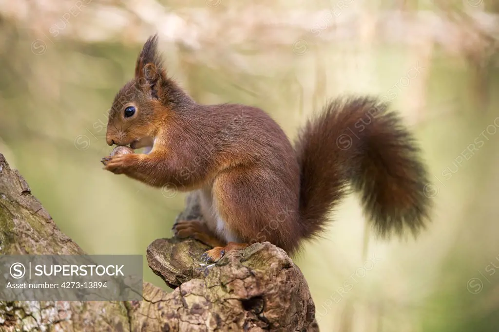 Red Squirrel Sciurus Vulgaris, Adult Eating Hazelnut, Normandy In France