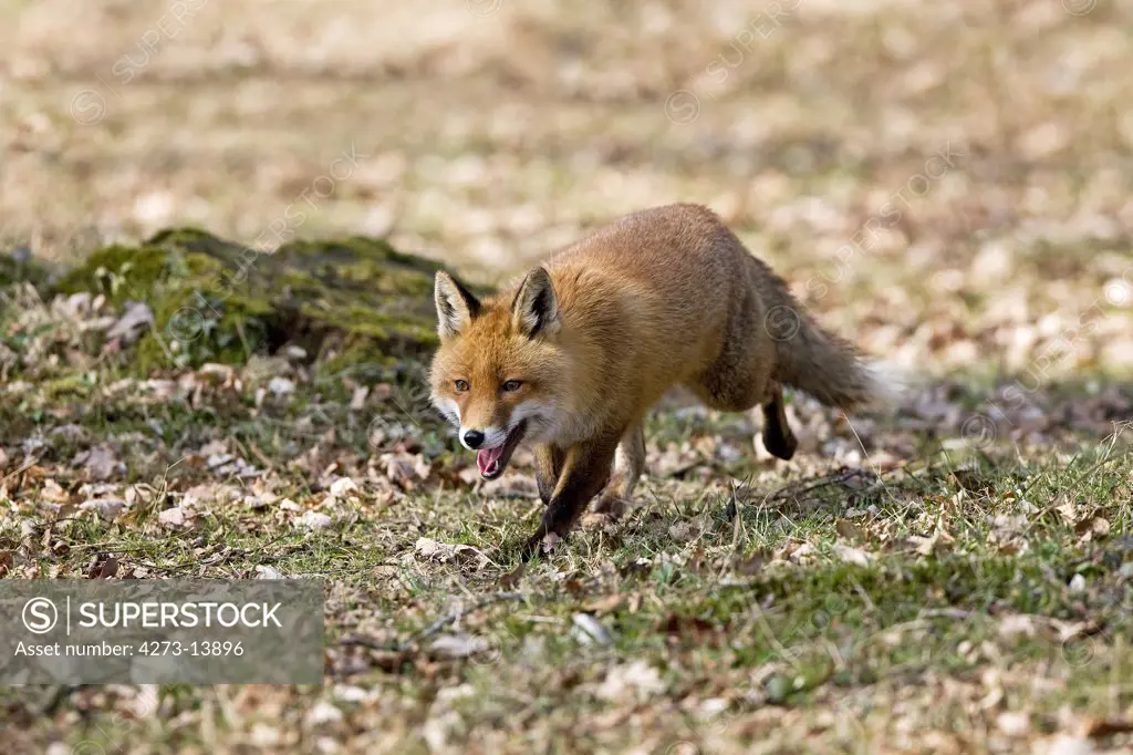 Red Fox, Vulpes Vulpes, Male Walking On Fallen Leaves, Normandy