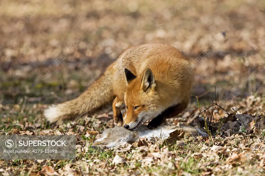 Red Fox, Vulpes Vulpes, Male With A Kill, A Wild Rabbit, Normandy