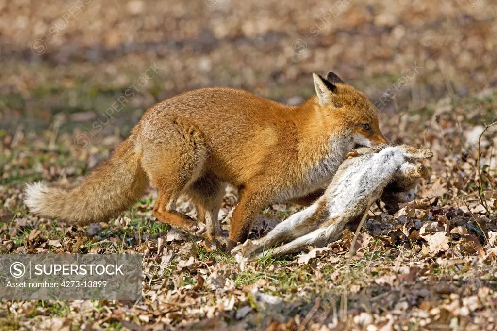 Red Fox, Vulpes Vulpes, Male With A Kill, A Wild Rabbit, Normandy