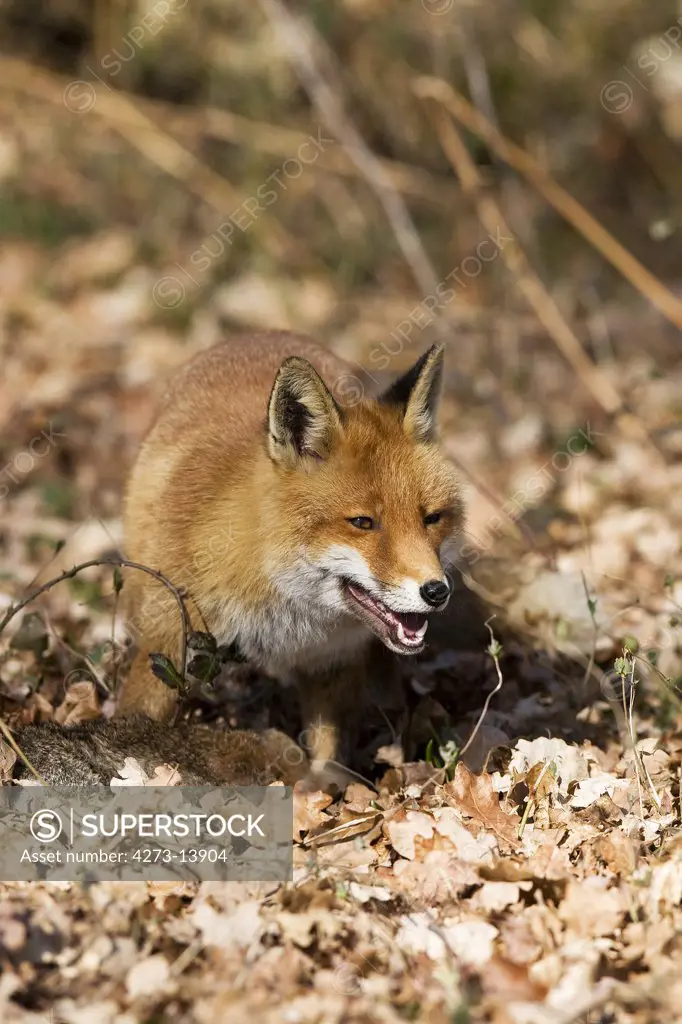 Red Fox Vulpes Vulpes, Adult With A Kill, European Rabbit, Normandy In France