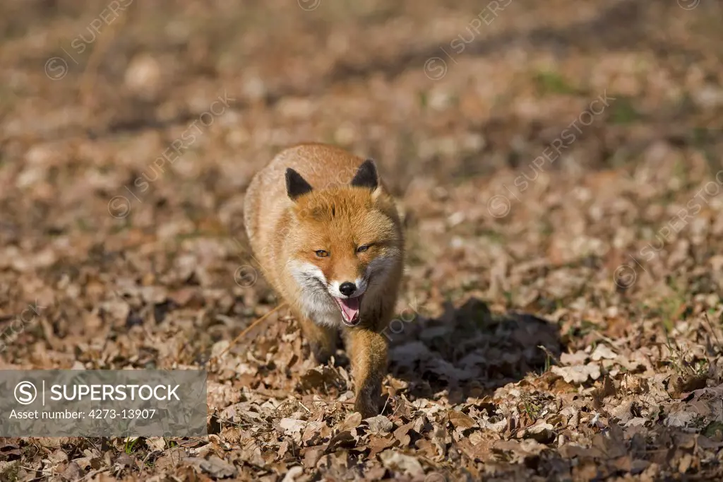 Red Fox Vulpes Vulpes, Male Standing On Fallen Leaves, Normandy In France