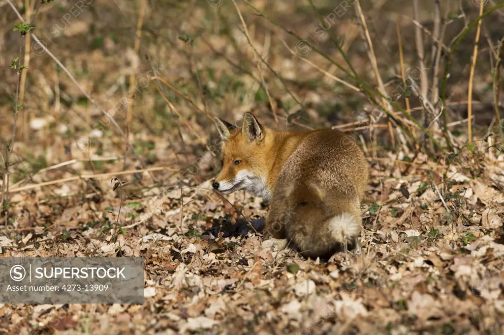 Red Fox Vulpes Vulpes, Adult, Normandy In France