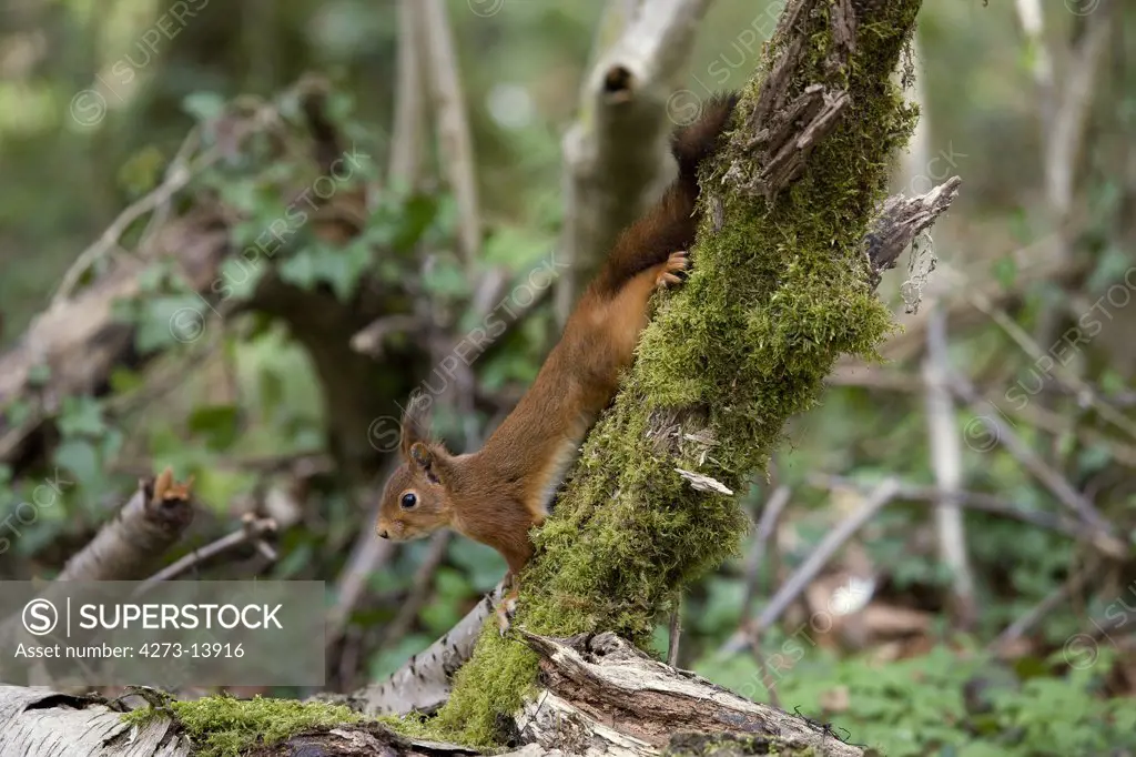Red Squirrel Sciurus Vulgaris, Adult Standing On Branch, Normandy