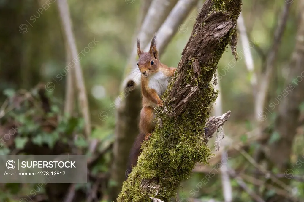 Red Squirrel Sciurus Vulgaris, Adult Standing On Branch, Looking Around, Normandy In France