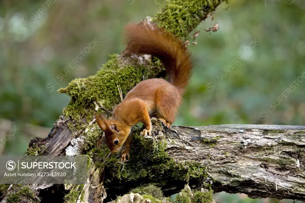 Red Squirrel Sciurus Vulgaris, Adult Standing On Branch, Normandy