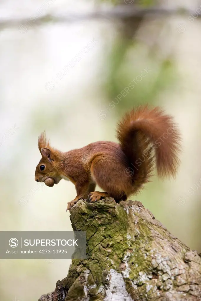 Red Squirrel Sciurus Vulgaris, Adult Holding Hazelnut In Mouth, Normandy In France