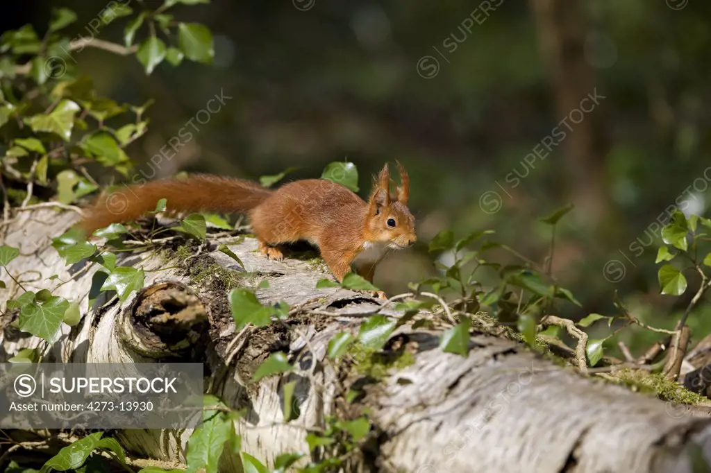 Red Squirrel Sciurus Vulgaris, Adulte Standing On Trunk, Normandy
