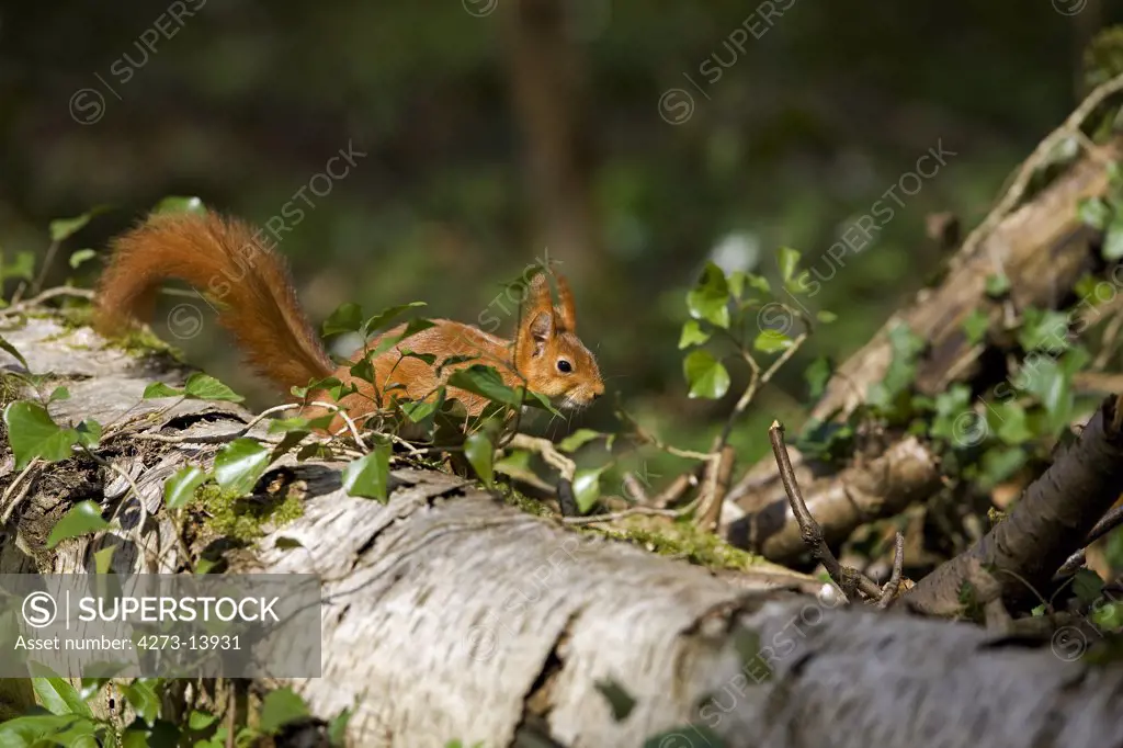Red Squirrel Sciurus Vulgaris, Adult Standing On Branch, Normandy In France