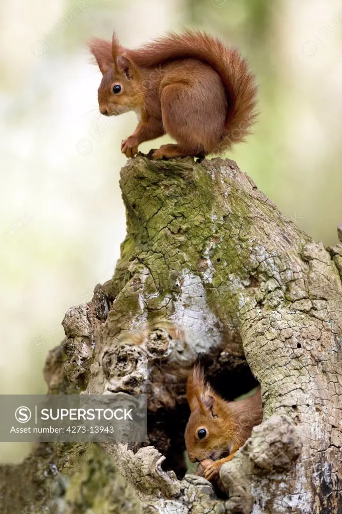 Red Squirrel Sciurus Vulgaris, Adult Eating Hazelnut At Nest Entrance, Normandy