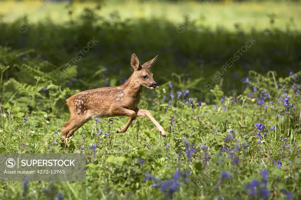 Roe Deer, Capreolus Capreolus, Fawn Running Through Flowers, Normandy