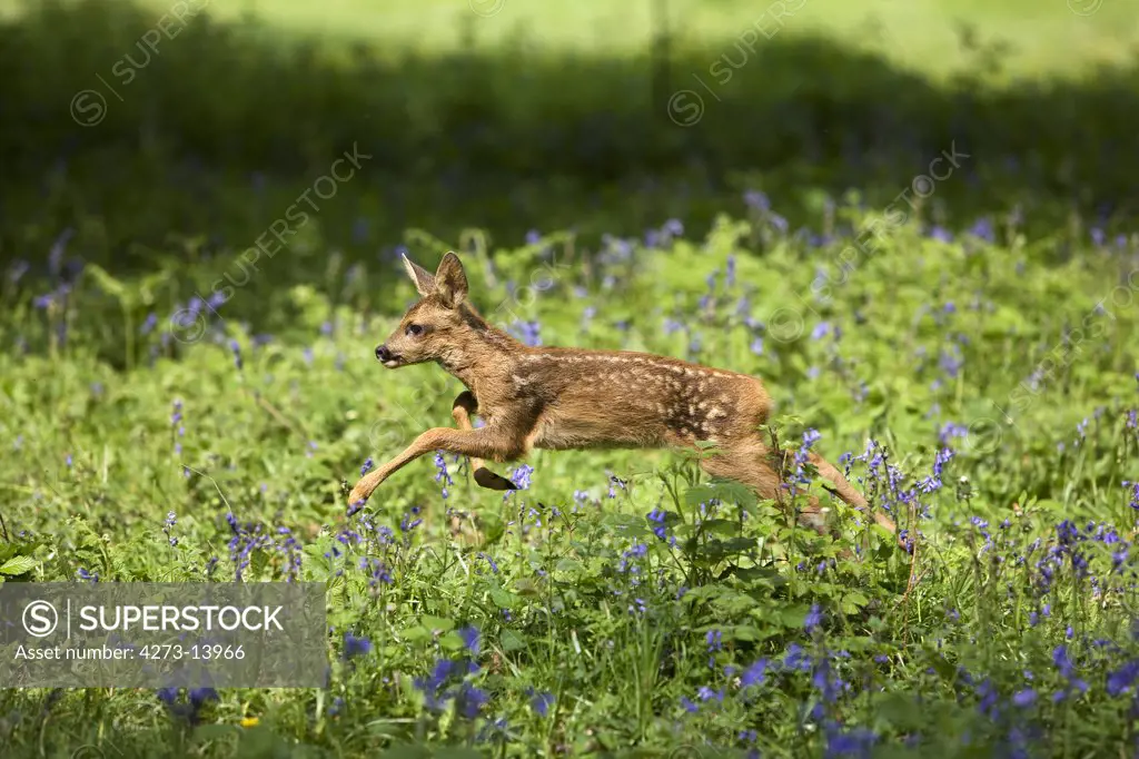 Roe Deer, Capreolus Capreolus, Foan Leaping Through Flowers, Normandy