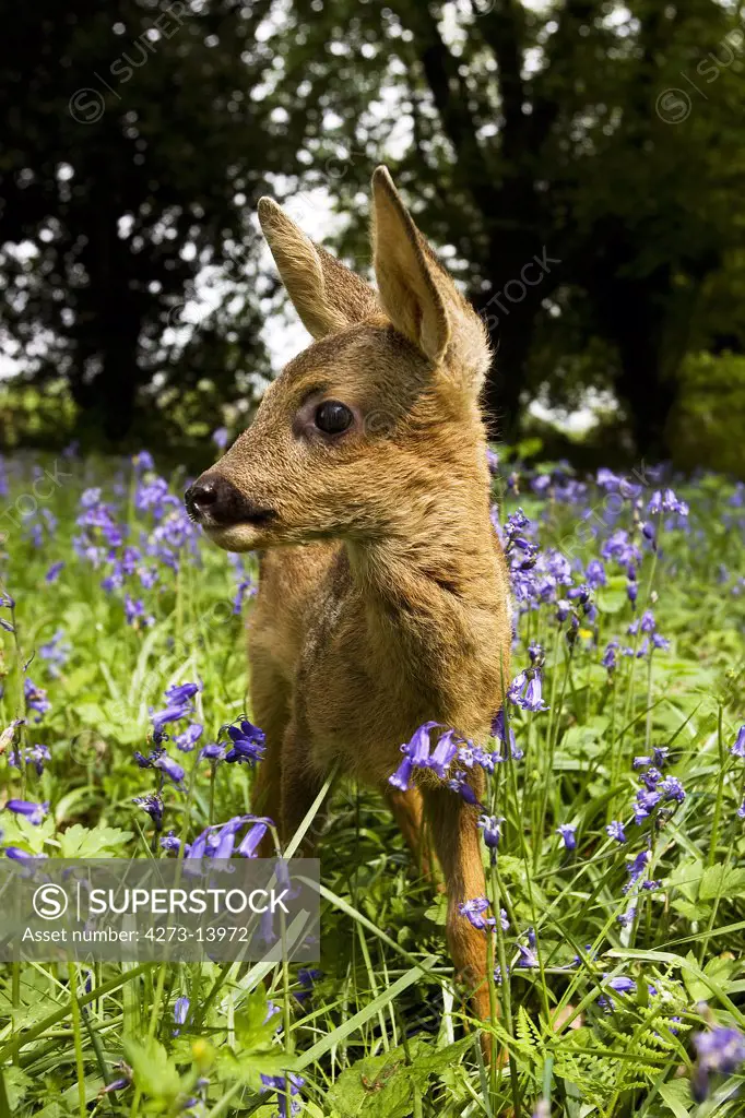 Roe Deer, Capreolus Capreolus, Fawn With Flowers, Normandy
