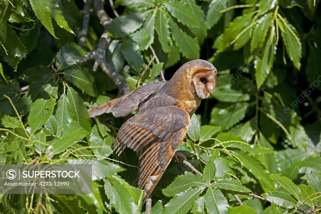 Barn Owl, Tyto Alba, Adult Standing In Chestnut Tree, Vendee In The West Of France