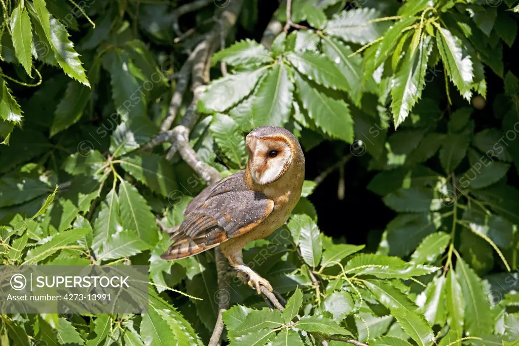 Barn Owl, Tyto Alba, Adult Standing In Chesnut Tree, Vendee In France