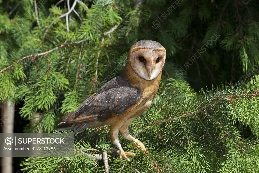 Barn Owl, Tyto Alba, Adult Standing In Pine Tree