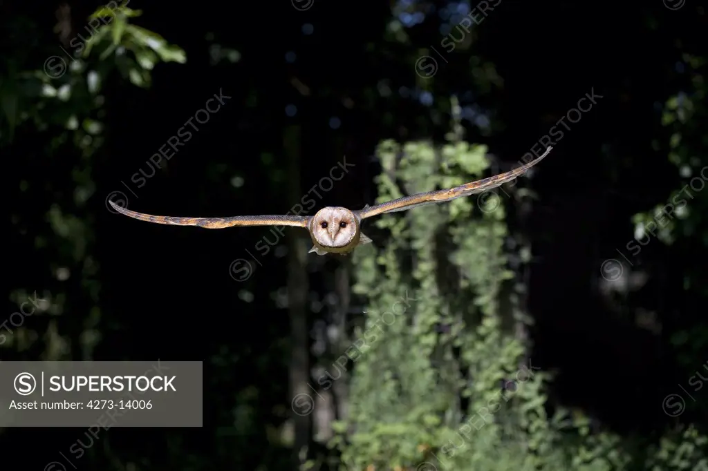 Barn Owl, Tyto Alba, Adult In Flight