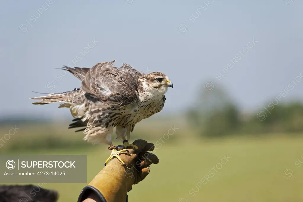 Saker Falcon, Falco Cherrug, Adult Standing On Falconer'S Hand