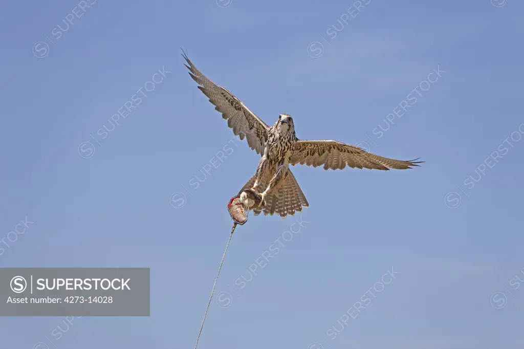 Saker Falcon, Falco Cherrug, Adult In Flight Catching A Lure, Hawking
