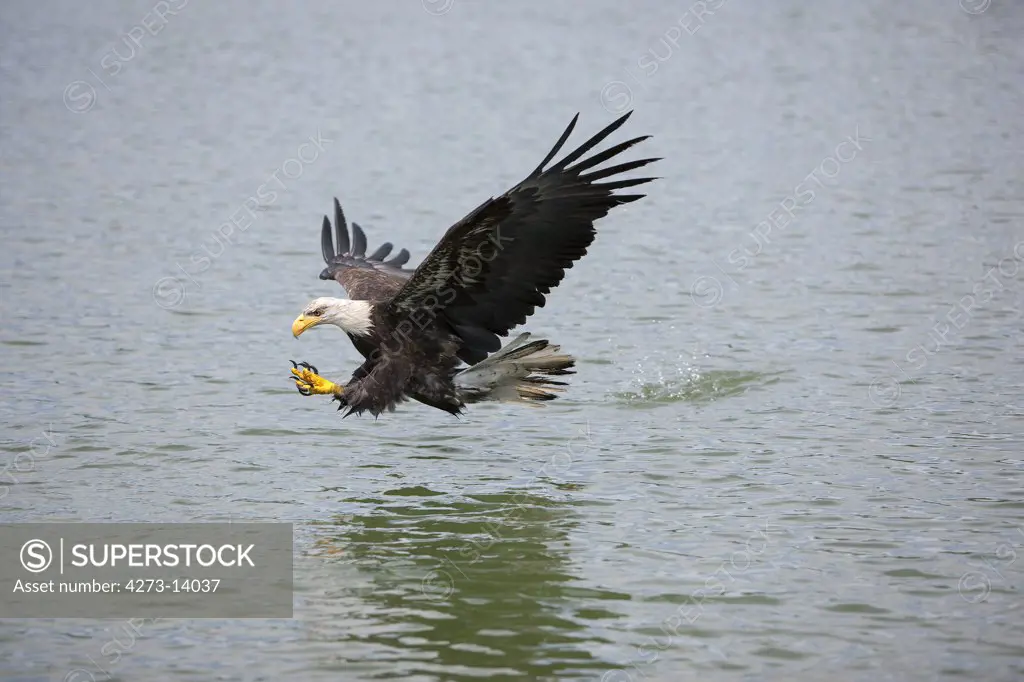 Bald Eagle, Haliaeetus Leucocephalus, Juvenile In Flight, Fishing
