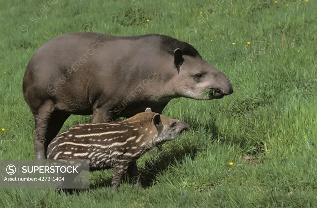 Female And Young Lowland Tapir Tapirus Terrestris