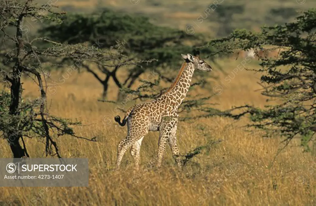 Masai Giraffe Giraffa Camelopardalis Tippelskirchi, Calf Near Acacia Trees, Kenya