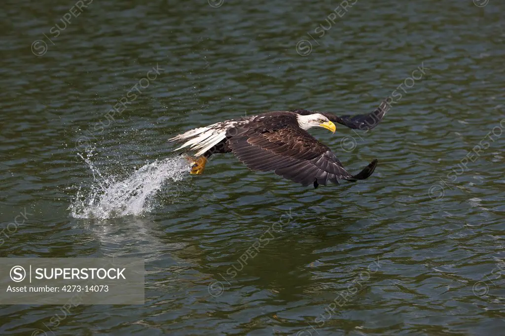 Bald Eagle Haliaeetus Leucocephalus, Juvenile Fishing In Lake