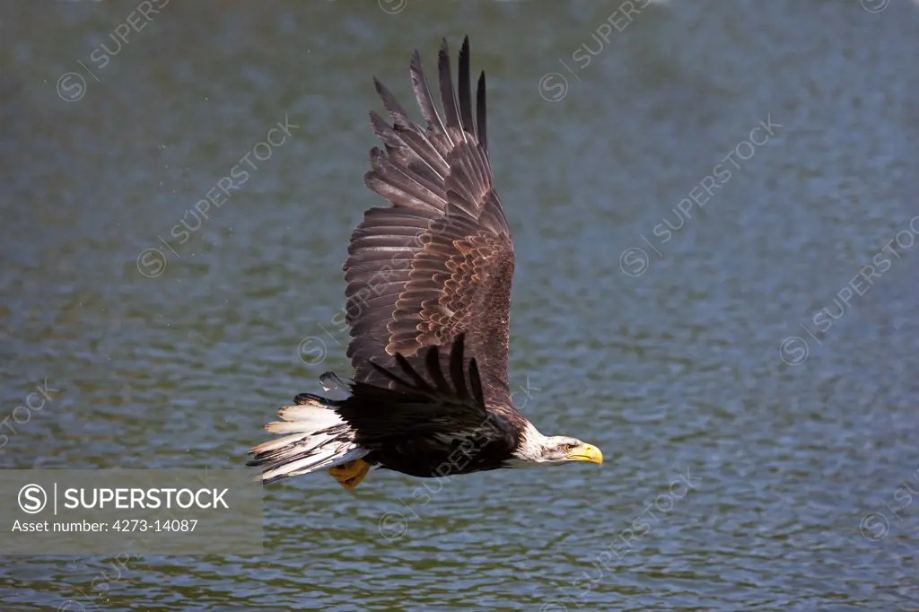 Bald Eagle, Haliaeetus Leucocephalus, Juvenile In Flight