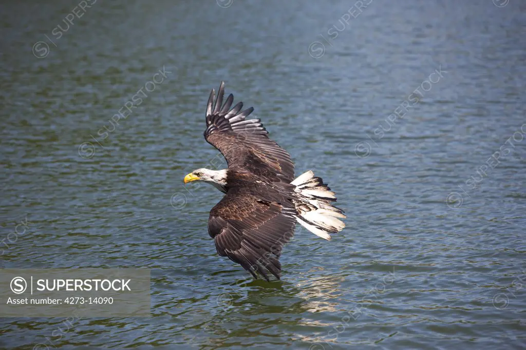 Bald Eagle, Haliaeetus Leucocephalus, Juvenile In Flight Above Water