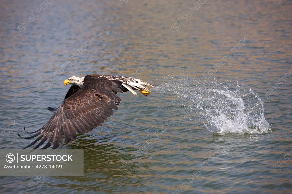Bald Eagle Haliaeetus Leucocephalus, Juvenile Fishing In Lake