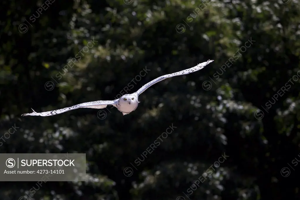 Snowy Owl, Nyctea Scandiaca, Adult In Flight