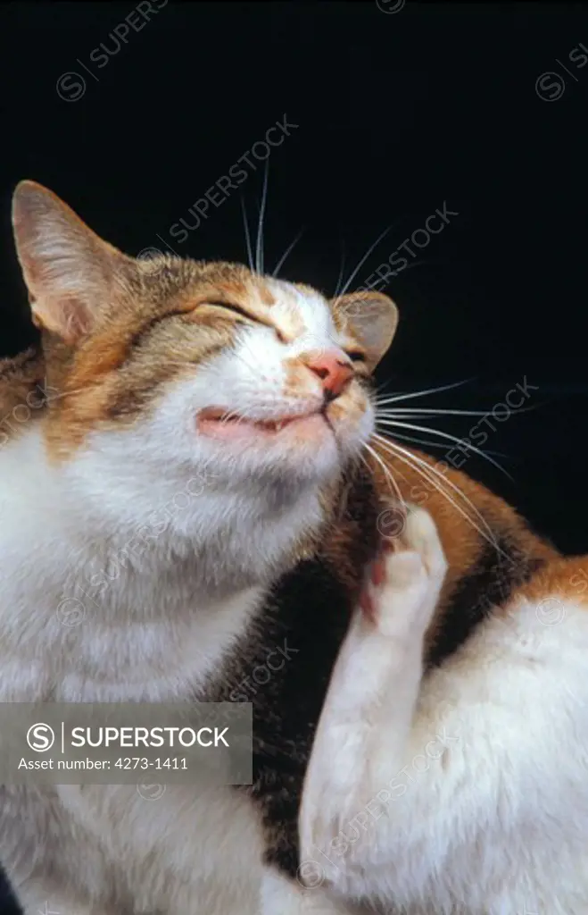 Japanese Bobtail Cat Scratching
