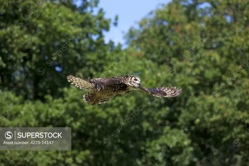 Cape Eagle Owl, Bubo Capensis, Adult In Flight
