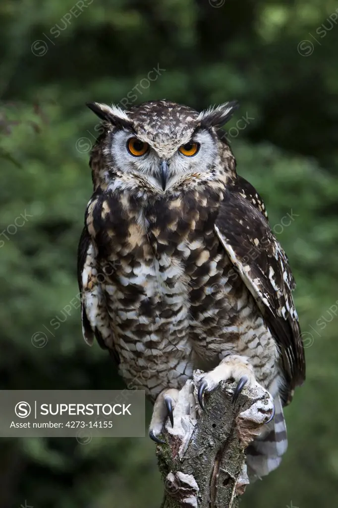 Cape Eagle Owl, Bubo Capensis, Adult Standing On Post