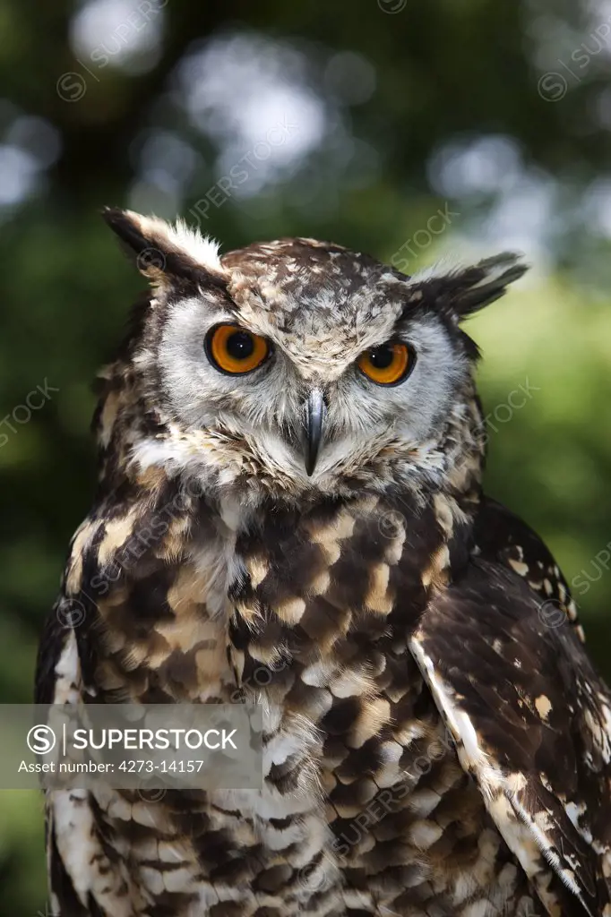 Cape Eagle Owl, Bubo Capensis, Portrait Of Adult