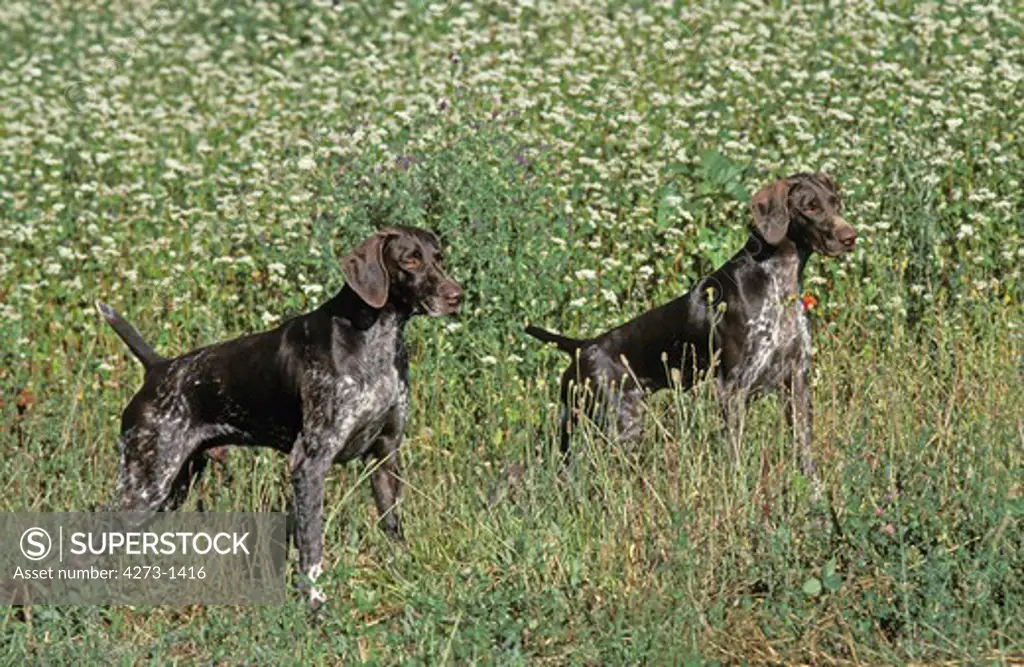 German Short-Haired Pointer, Adults In Long Grass