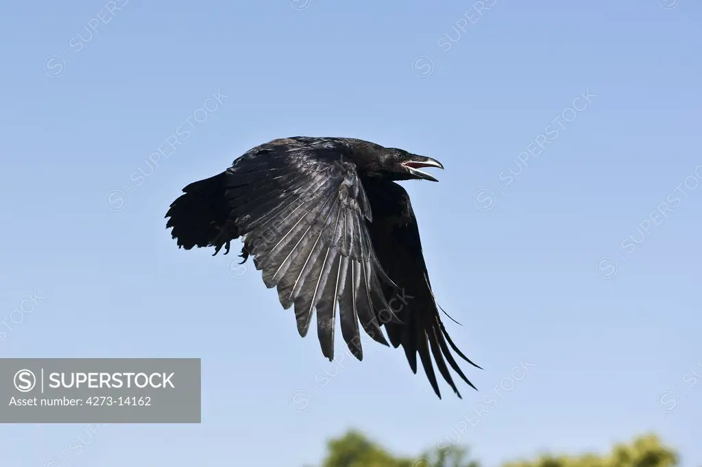 Common Raven, Corvus Corax, Adult In Flight Against Blue Sky