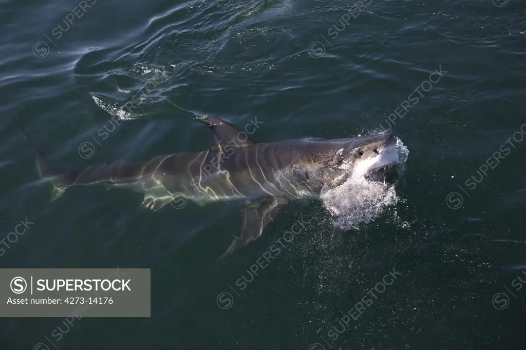 Great White Shark, Carcharodon Carcharias, Adult Emerging From Sea, False Bay In South Africa