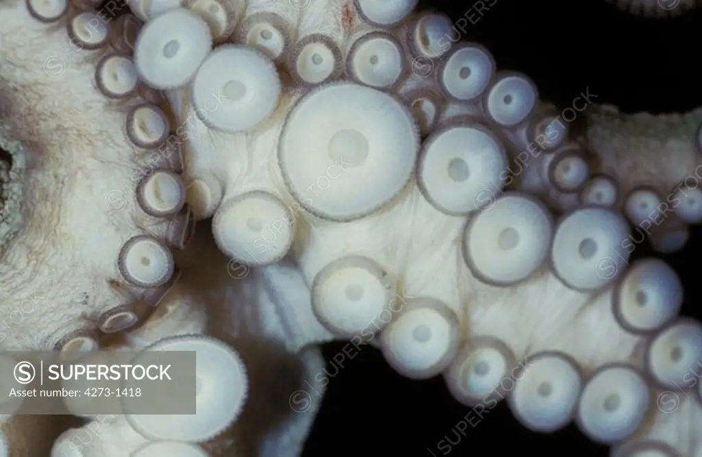 Common Octopus Octopus Vulgaris, Tentacle Close-Up Showing Suckers