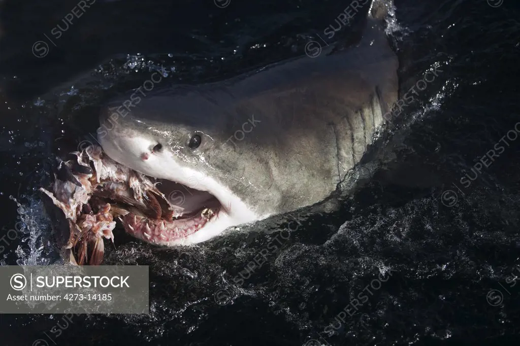 Great White Shark, Carcharodon Carcharias, Adult Eating Tuna Fish, False Bay In South Africa